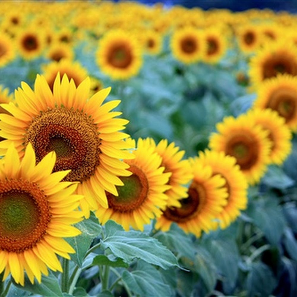 Meet your Posher, Ls